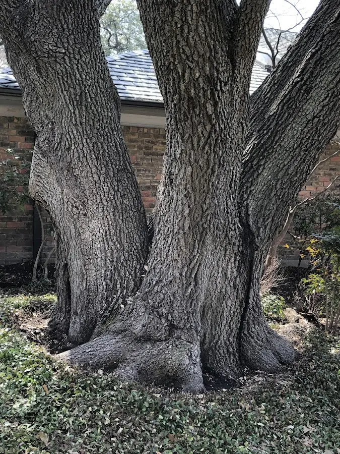 Mature heritage tree close to a Monroe property cared for by certified arborists